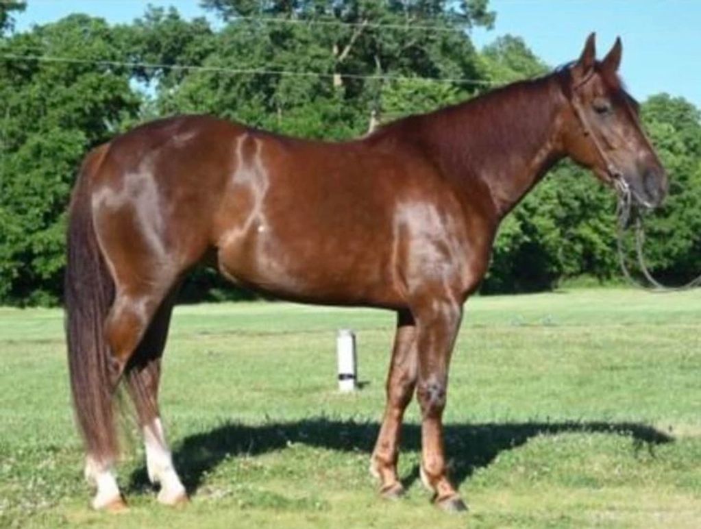 Performance Horses Bald Peak Equine